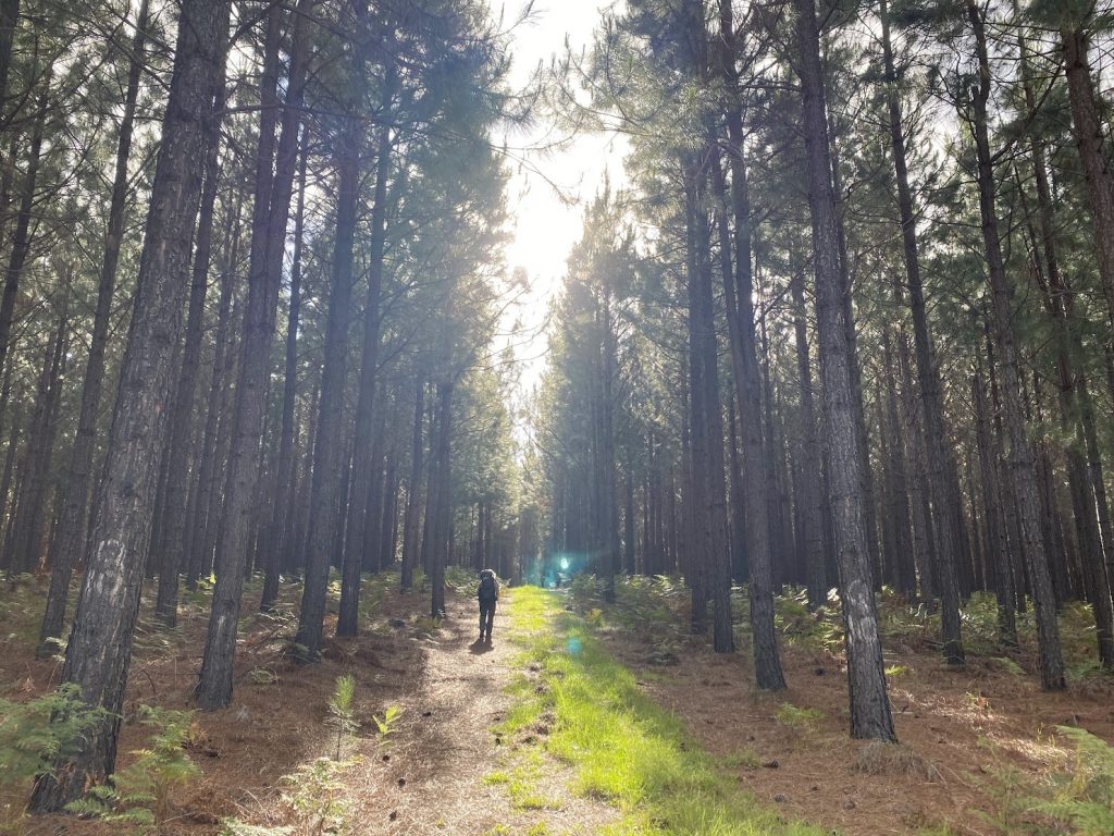 One of my favourite photos. Taken by me, on a multi-day hike up the Tsitsikamma mountain range in South Africa - playing to your strengths